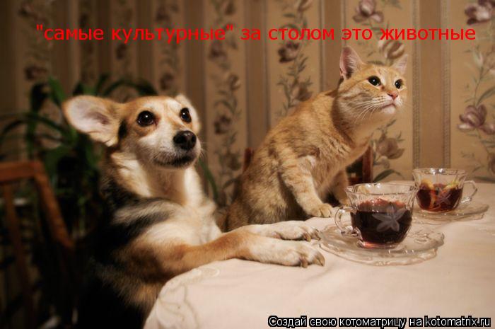 Котоматрица: "самые культурные" за столом это животные