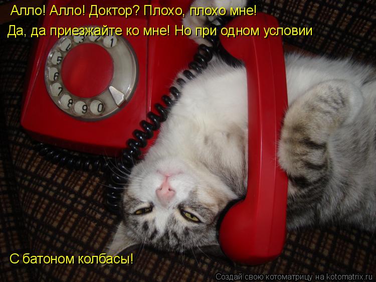 Котоматрица: Алло! Алло! Доктор? Плохо, плохо мне! Да, да приезжайте ко мне! Но при одном условии С батоном колбасы!