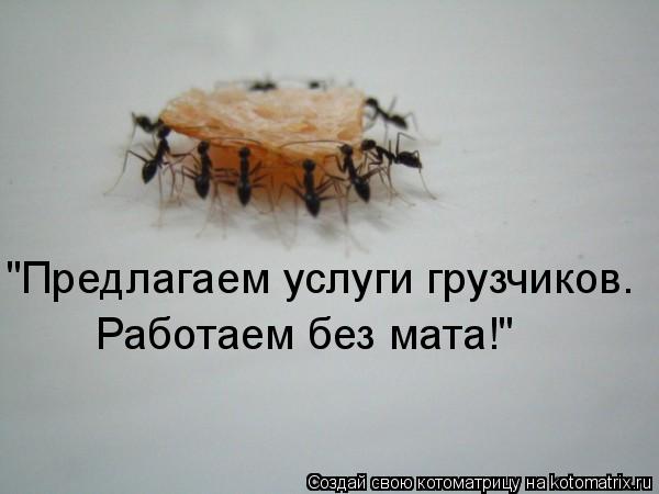 "Предлагаем услуги грузчиков. Работаем без мата!"... Котоматрица: "Предлагаем услуги грузчиков. Работаем без мата!"