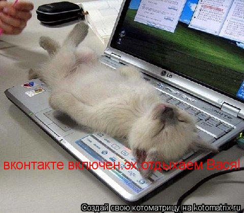 вконтакте включен.эх,отдыхаем Вася!... Котоматрица: вконтакте включен.эх,отдыхаем Вася!
