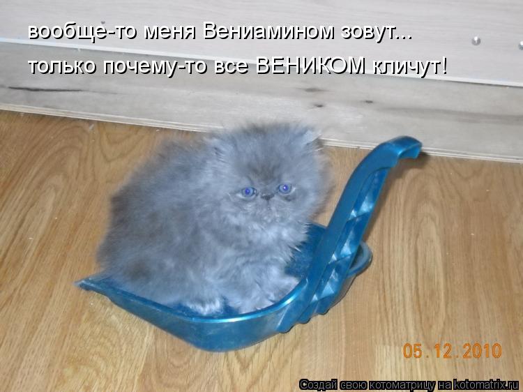 вообще-то меня Вениамином зовут... только почему-то все ВЕНИКОМ кличут!... Котоматрица: вообще-то меня Вениамином зовут... только почему-то все ВЕНИКОМ кличут!