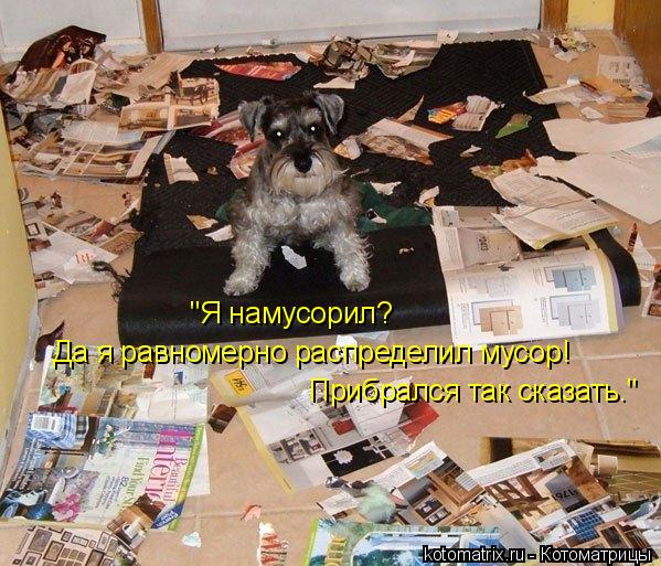 Котоматрица: "Я намусорил?  Да я равномерно распределил мусор! Прибрался так сказать."