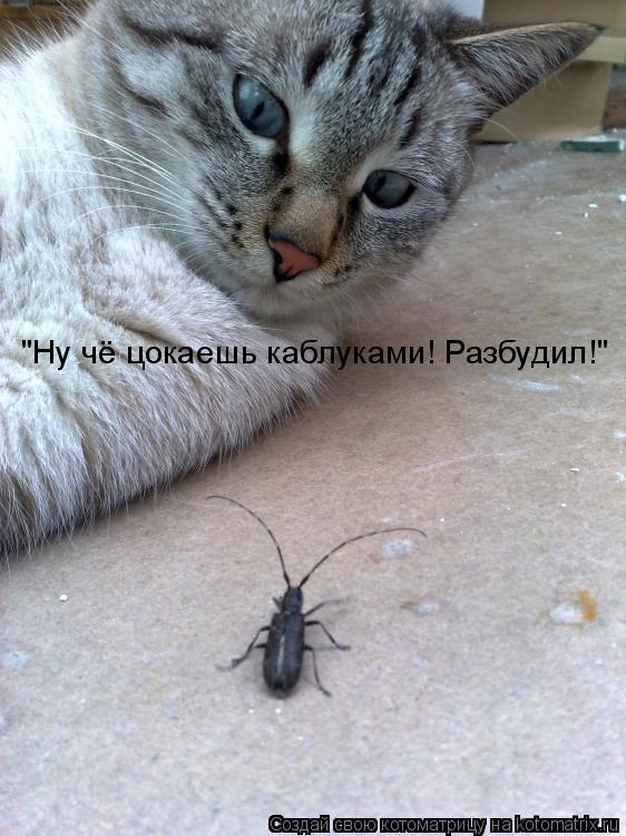 Котоматрица: "Ну чё цокаешь каблуками! Разбудил!"