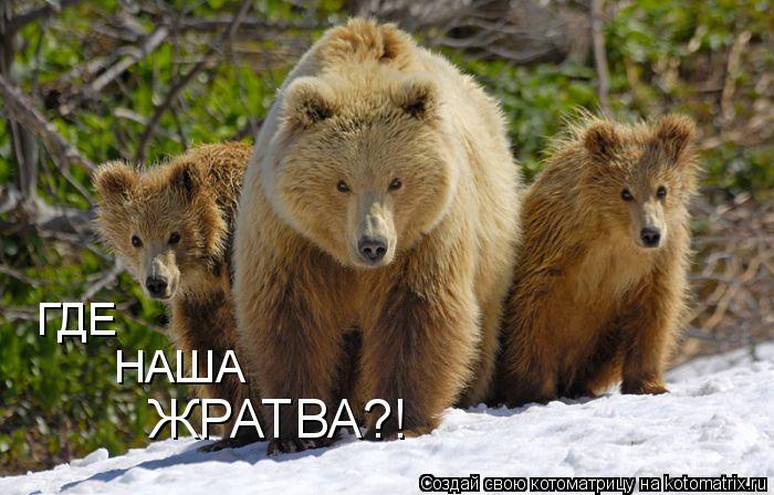 ГДЕ НАША ЖРАТВА?!... Котоматрица: ГДЕ НАША ЖРАТВА?!