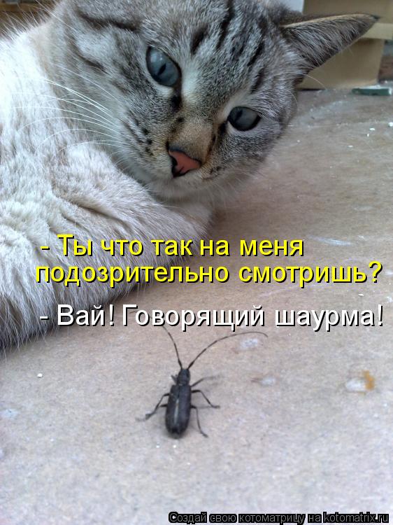 - Ты что так на меня подозрительно смотришь? - Вай! Говорящий шаурма!... Котоматрица: - Ты что так на меня подозрительно смотришь? - Вай! Говорящий шаурма!