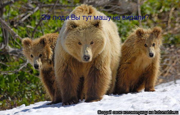 Котоматрица: Эй люди.Вы тут машу не видали?