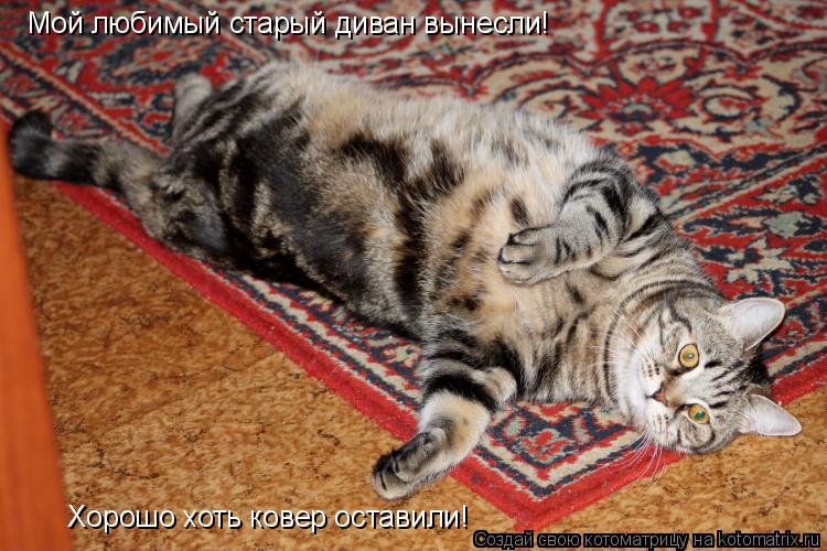Котоматрица: Мой любимый старый диван вынесли! Хорошо хоть ковер оставили!
