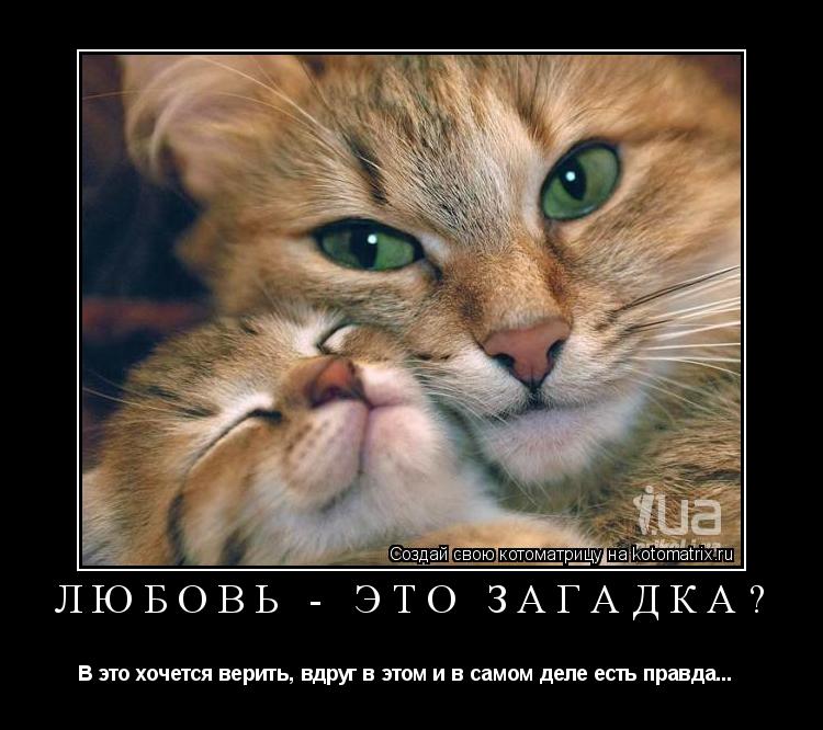 Любовь - это загадка? В это хочется верить, вдруг в этом и в самом деле есть правда... ... Котоматрица: Любовь - это загадка? В это хочется верить, вдруг в этом и в самом деле есть правда...