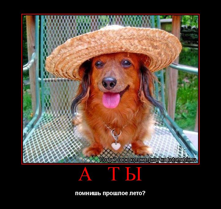 а ты помнишь прошлое лето?... Котоматрица: а ты помнишь прошлое лето?