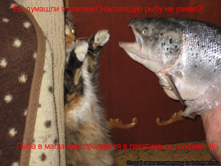 Вы думашли я совсем? Настоящую рыбу не узнаю?! Рыба в магазинах продается в пакетиках и соленая!!!!!!... Котоматрица: Вы думашли я совсем? Настоящую рыбу не узнаю?! Рыба в магазинах продается в пакетиках и соленая!!!!!!