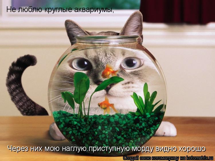 Не люблю круглые аквариумы, Через них мою наглую приступную морду видно хорошо... Котоматрица: Не люблю круглые аквариумы, Через них мою наглую приступную морду видно хорошо