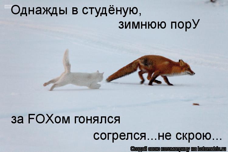 Котоматрица: согрелся...не скрою... за FOXом гонялся Однажды в студёную,  зимнюю порУ