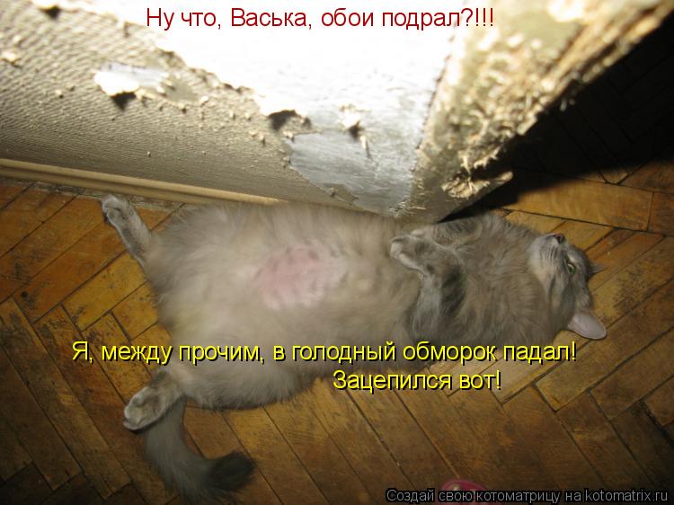 Котоматрица - Ну что, Васька, обои подрал?!!! Я, между прочим, в голодный обморок па