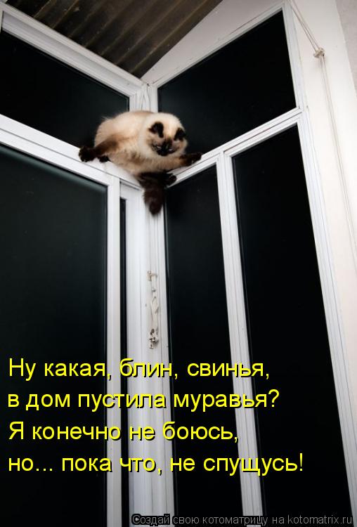 Ну какая, блин, свинья, в дом пустила муравья? Я конечно не боюсь, но... пока что, не спущусь!... Котоматрица: Ну какая, блин, свинья, в дом пустила муравья? Я конечно не боюсь, но... пока что, не спущусь!