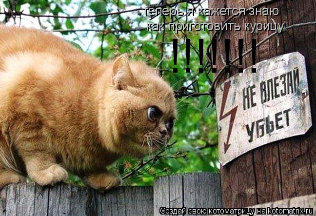 теперь я кажется знаю как приготовить курицу !!!!!!!... Котоматрица: теперь я кажется знаю как приготовить курицу !!!!!!!
