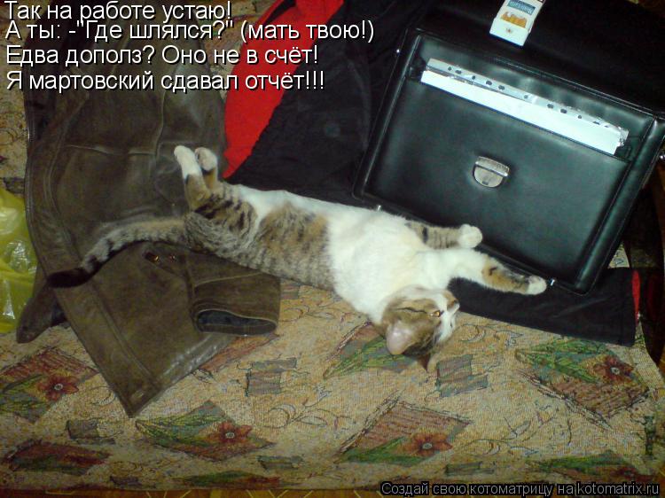 Так на работе устаю! А ты: -"Где шлялся?" (мать твою!) Едва дополз? Оно не в счёт! Я мартовский сдава... Котоматрица: Так на работе устаю! А ты: -"Где шлялся?" (мать твою!) Едва дополз? Оно не в счёт! Я мартовский сдавал отчёт!!!