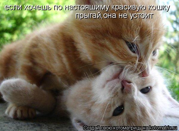 если хочешь по настояшиму красивую кошку прыгай,она не устоит... Котоматрица: если хочешь по настояшиму красивую кошку прыгай,она не устоит