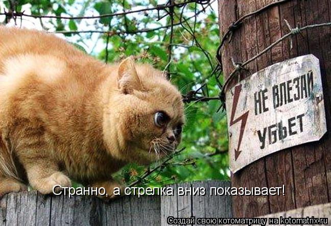 Котоматрица: Странно, а стрелка вниз показывает!