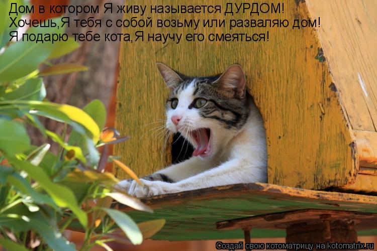 Дом в котором Я живу называется ДУРДОМ! Хочешь,Я тебя с собой возьму или разваляю дом! Я подарю тебе ... Котоматрица: Дом в котором Я живу называется ДУРДОМ! Хочешь,Я тебя с собой возьму или разваляю дом! Я подарю тебе кота,Я научу его смеяться!