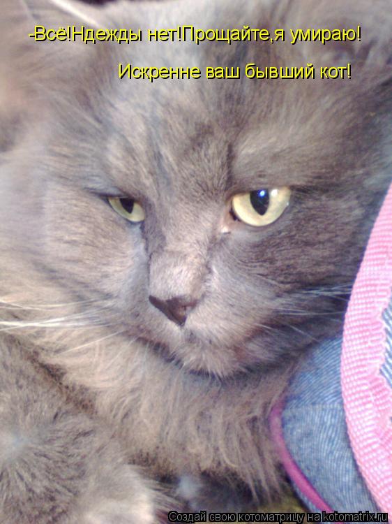 Котоматрица: -Всё!Ндежды нет!Прощайте,я умираю! Искренне ваш бывший кот!