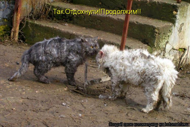 Котоматрица: Так.Отдохнули!Продолжим!!