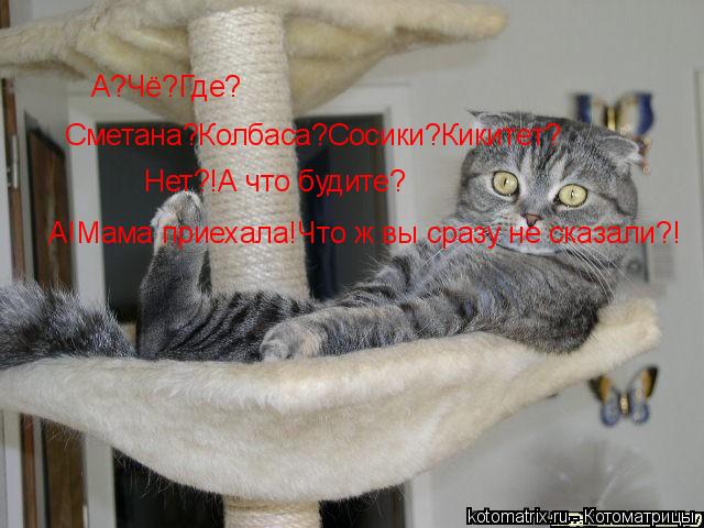 А?Чё?Где? Сметана?Колбаса?Сосики?Кикитет? Нет?!А что будите? А!Мама приехала!Что ж вы сразу не сказал... Котоматрица: А?Чё?Где? Сметана?Колбаса?Сосики?Кикитет? Нет?!А что будите? А!Мама приехала!Что ж вы сразу не сказали?!