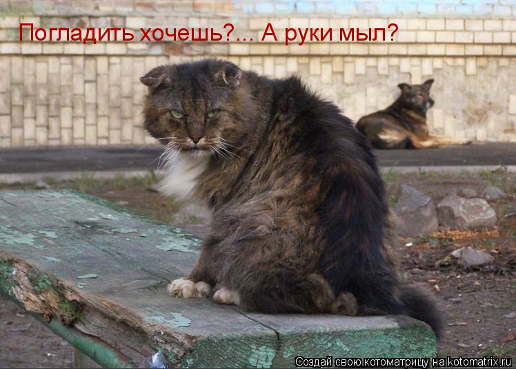 Погладить хочешь?... А руки мыл?... Котоматрица: Погладить хочешь?... А руки мыл?