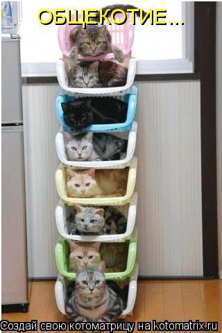 ОБЩЕКОТИЕ...... Котоматрица: ОБЩЕКОТИЕ...
