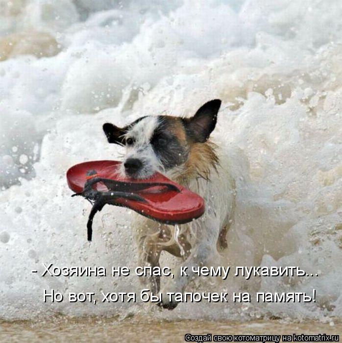 - Хозяина не спас, к чему лукавить... Но вот, хотя бы тапочек на память!... Котоматрица: - Хозяина не спас, к чему лукавить... Но вот, хотя бы тапочек на память!