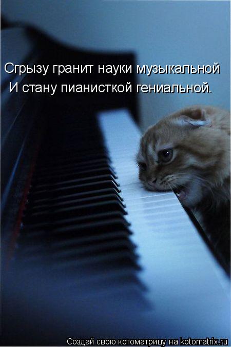 Котоматрица: Сгрызу гранит науки музыкальной И стану пианисткой гениальной.