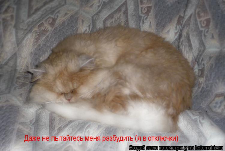 Котоматрица: Даже не пытайтесь меня разбудить (я в отключки)