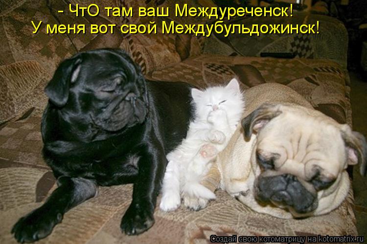 - ЧтО там ваш Междуреченск! У меня вот свой Междубульдожинск!... Котоматрица: - ЧтО там ваш Междуреченск! У меня вот свой Междубульдожинск!