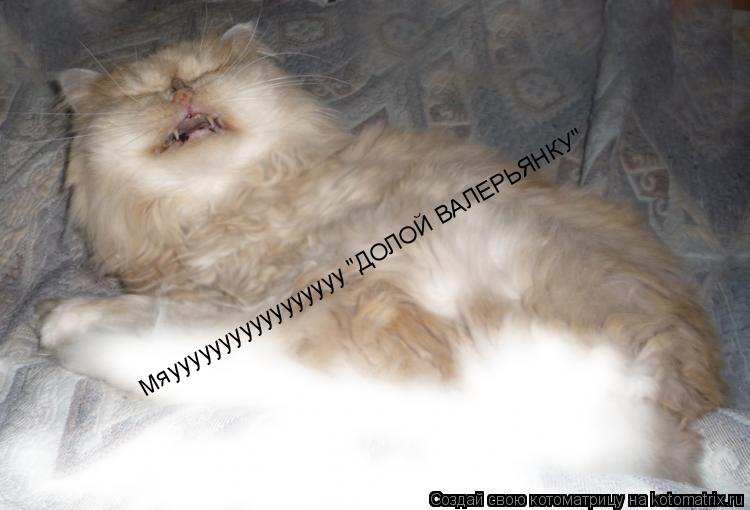 Котоматрица: Мяууууууууууууууууу "ДОЛОЙ ВАЛЕРЬЯНКУ"