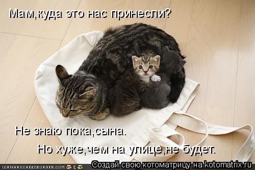 Мам,куда это нас принесли? Не знаю пока,сына. Но хуже,чем на улице,не будет.... Котоматрица: Мам,куда это нас принесли? Не знаю пока,сына. Но хуже,чем на улице,не будет.