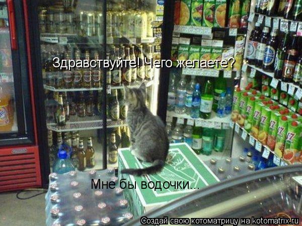 Котоматрица: Здравствуйте! Чего желаете? Мне бы водочки...