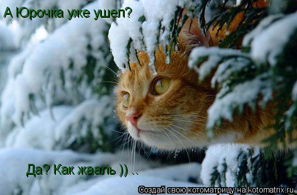 Котоматрица: А Юрочка уже ушел?  Да? Как жааль )) ..