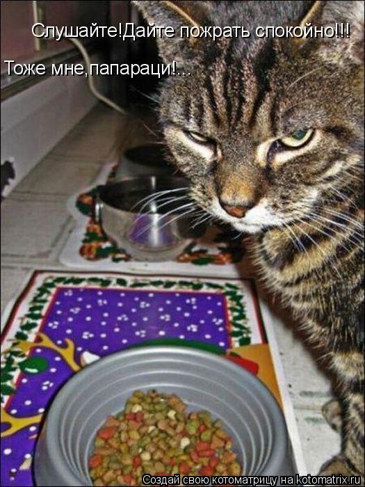 Слушайте!Дайте пожрать спокойно!!! Тоже мне,папараци!...... Котоматрица: Слушайте!Дайте пожрать спокойно!!! Тоже мне,папараци!...
