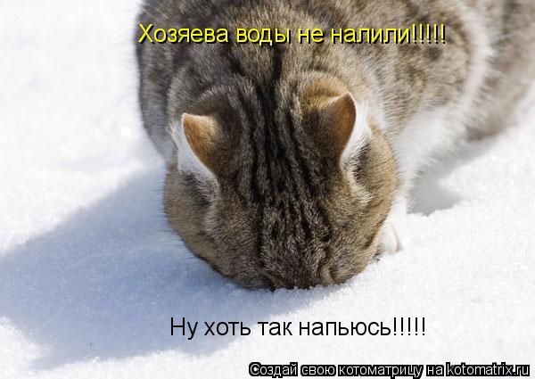 Хозяева воды не налили!!!!! Ну хоть так напьюсь!!!!!... Котоматрица: Хозяева воды не налили!!!!! Ну хоть так напьюсь!!!!!