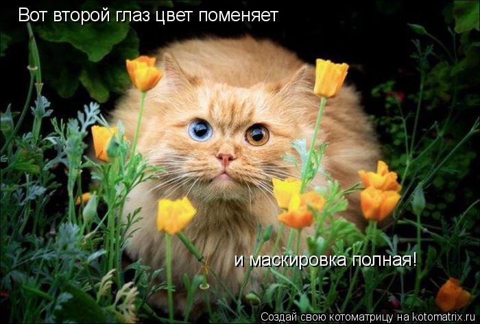 Вот второй глаз цвет поменяет и маскировка полная!... Котоматрица: Вот второй глаз цвет поменяет и маскировка полная!