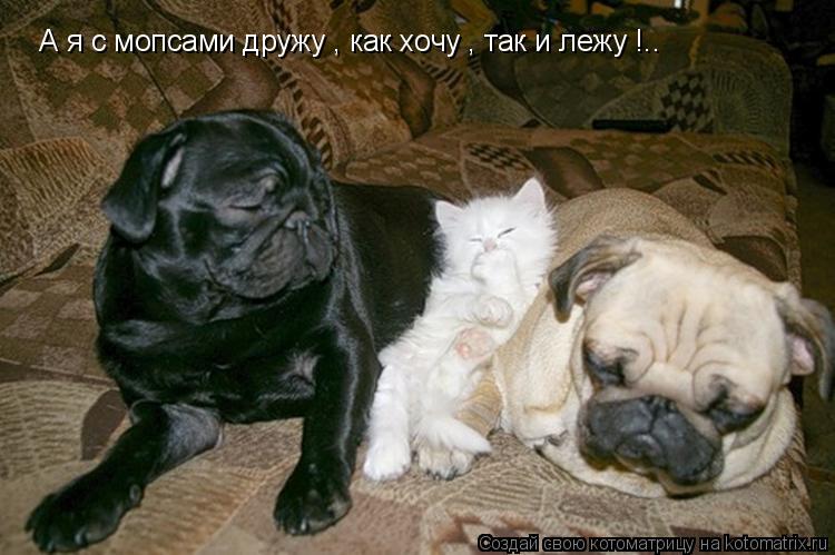 Котоматрица: А я с мопсами дружу , как хочу , так и лежу !..