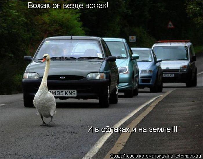 Вожак-он везде вожак! И в облаках,и на земле!!!... Котоматрица: Вожак-он везде вожак! И в облаках,и на земле!!!