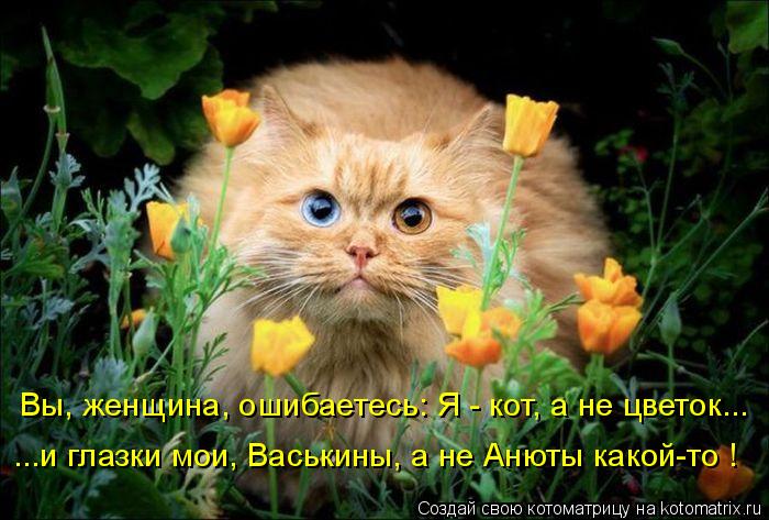 Вы, женщина, ошибаетесь: Я - кот, а не цветок... ...и глазки мои, Васькины, а не Анюты какой-то !... Котоматрица: Вы, женщина, ошибаетесь: Я - кот, а не цветок... ...и глазки мои, Васькины, а не Анюты какой-то !