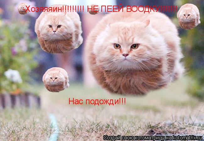 Котоматрица: -Хозяяяин!!!!!!!!! НЕ ПЕЕЙ ВООДКУ!!!!!!! Меняя подожди!! -Хозяяяин!!!!!!!!! НЕ ПЕЕЙ ВООДКУ!!!!!!! Нас подожди!!!