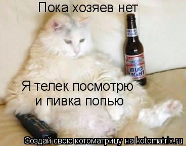 Пока хозяев нет Я телек посмотрю и пивка попью... Котоматрица: Пока хозяев нет Я телек посмотрю и пивка попью