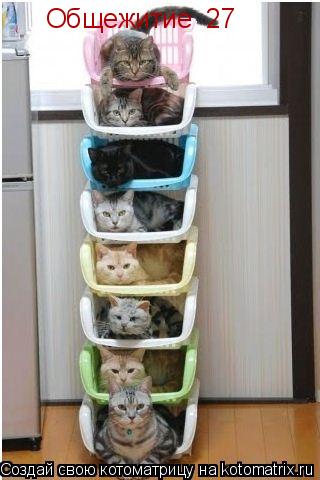 Общежитие №27... Котоматрица: Общежитие №27