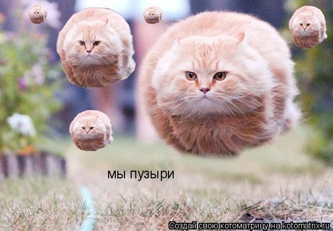 мы пузыри... Котоматрица: мы пузыри