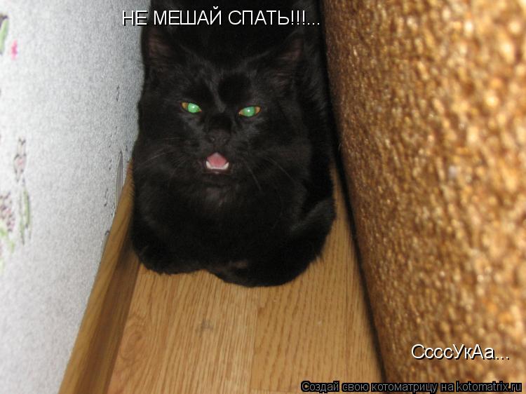 НЕ МЕШАЙ СПАТЬ!!!... СсссУкАа...... Котоматрица: НЕ МЕШАЙ СПАТЬ!!!... СсссУкАа...