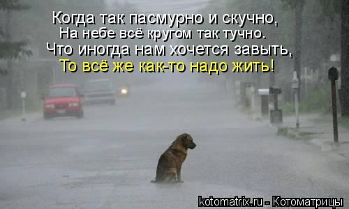 Когда так пасмурно и скучно, На небе всё кругом так тучно. Что иногда нам хочется завыть, То всё же к... Котоматрица: Когда так пасмурно и скучно, На небе всё кругом так тучно. Что иногда нам хочется завыть, То всё же как-то надо жить!