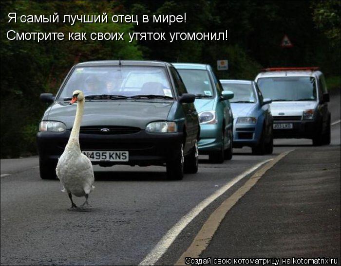 Я самый лучший отец в мире! Смотрите как своих утяток угомонил!... Котоматрица: Я самый лучший отец в мире! Смотрите как своих утяток угомонил!