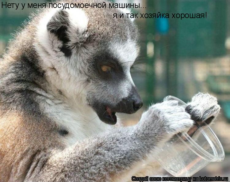 Нету у меня посудомоечной машины... я и так хозяйка хорошая!... Котоматрица: Нету у меня посудомоечной машины... я и так хозяйка хорошая!